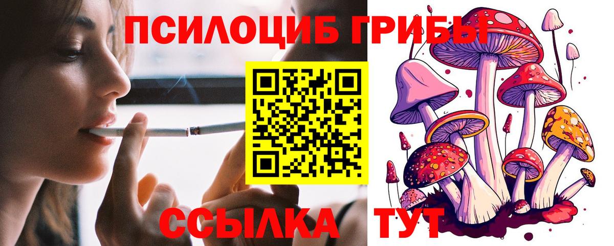 Псилоцибиновые грибы Psilocybe Губкинский