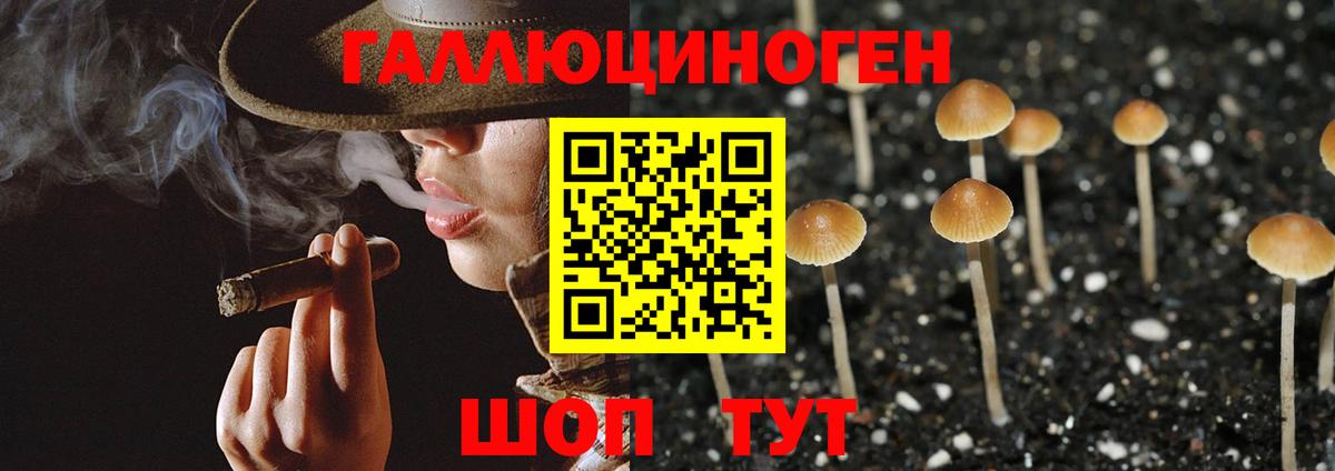 Псилоцибиновые грибы Psilocybe Губкинский